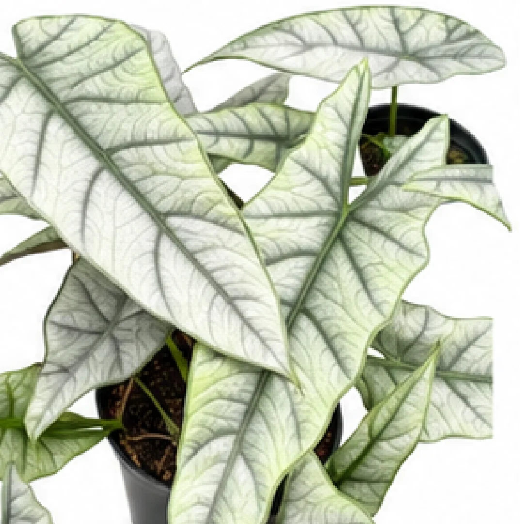 Alocasia Heterophylla Metallic Blue – Tissue Culture