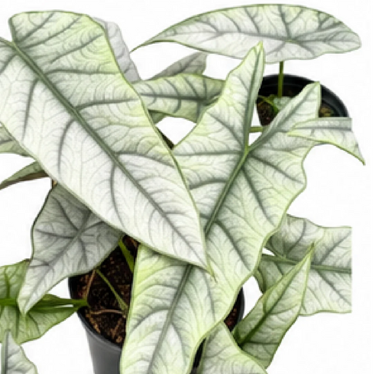 Alocasia Heterophylla Metallic Blue – Tissue Culture