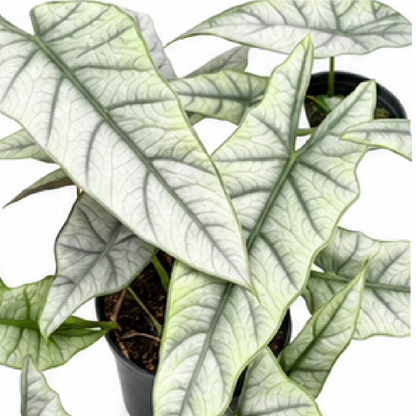 Alocasia Heterophylla Metallic Blue – Tissue Culture