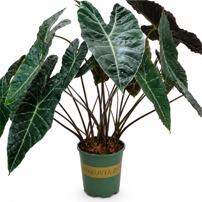 Alocasia Suhirmaniana – Tissue Culture