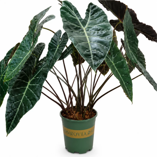 Alocasia Suhirmaniana – Tissue Culture