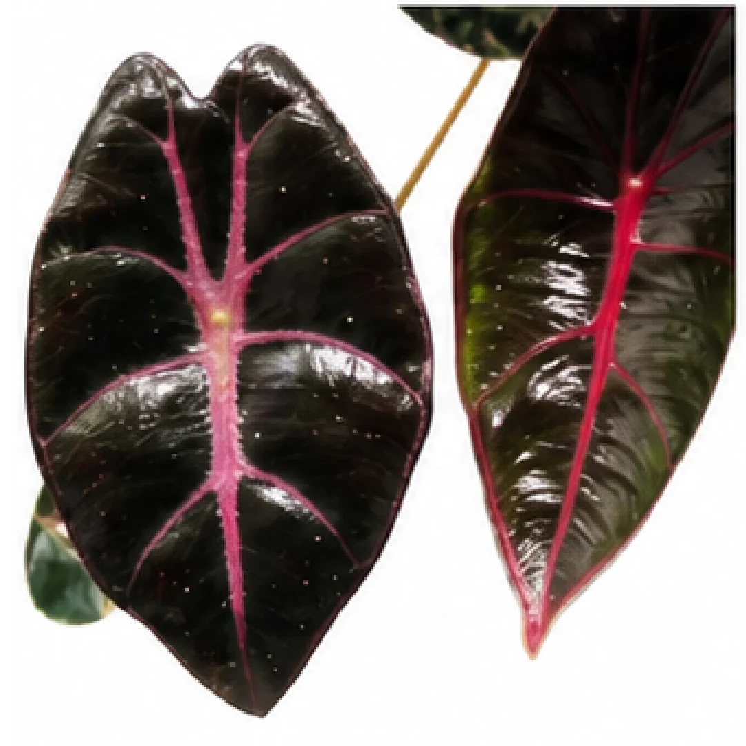 Alocasia Black Satun Pink Bone (Alocasia Longiloba Suhirmaniana Purple Vein) – Tissue Culture