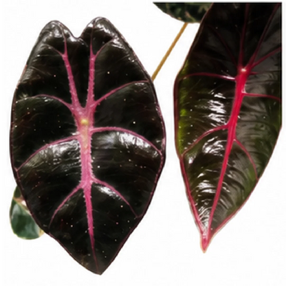 Alocasia Black Satun Pink Bone (Alocasia Longiloba Suhirmaniana Purple Vein) – Tissue Culture