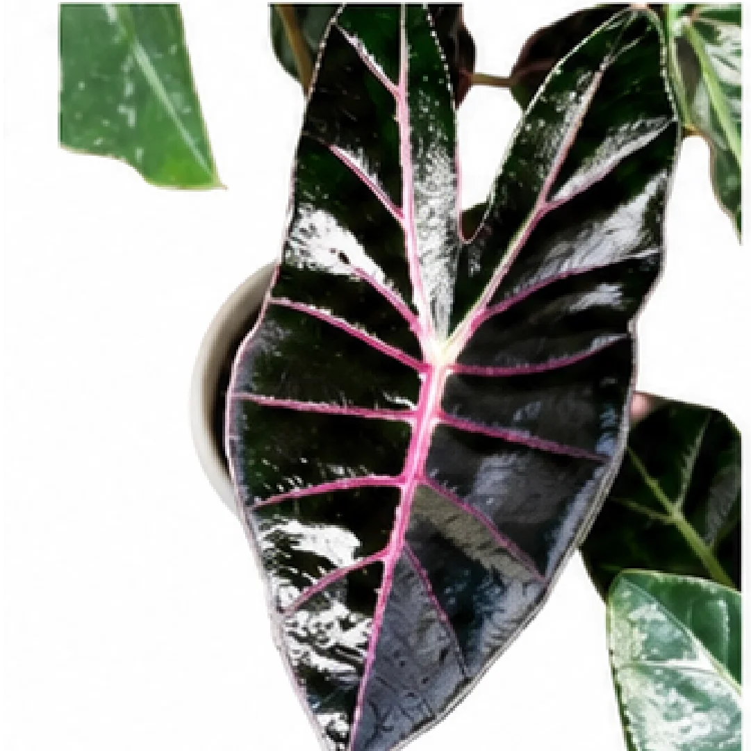 Alocasia Black Satun Pink Bone (Alocasia Longiloba Suhirmaniana Purple Vein) – Tissue Culture