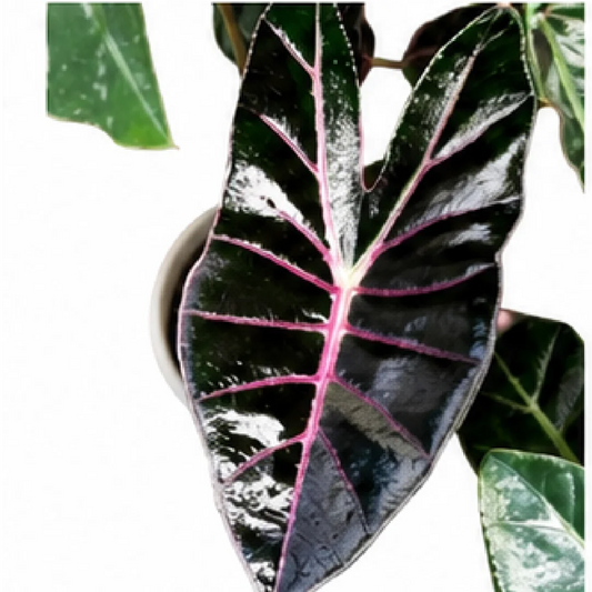Alocasia Black Satun Pink Bone (Alocasia Longiloba Suhirmaniana Purple Vein) – Tissue Culture