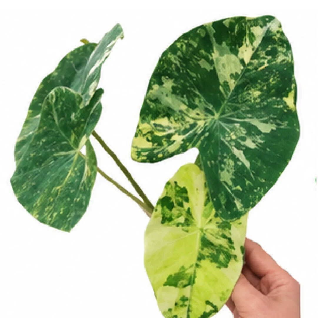 Colocasia Milky Way (MilkyWay) – Tissue Culture