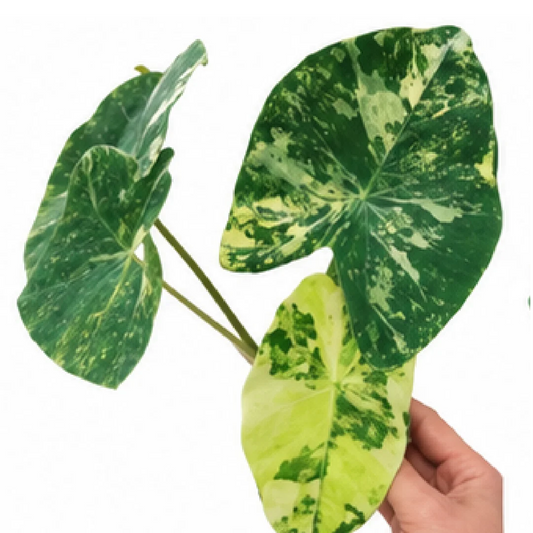 Colocasia Milky Way (MilkyWay) – Tissue Culture