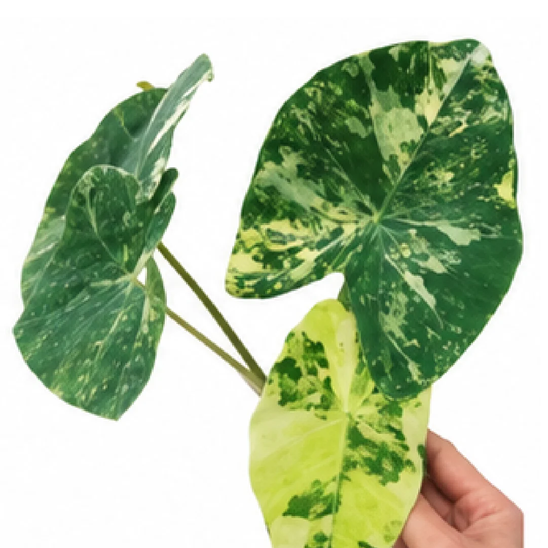 Colocasia Milky Way (MilkyWay) – Tissue Culture