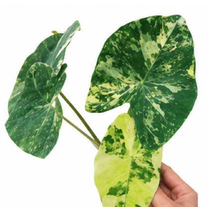 Colocasia Milky Way (MilkyWay) – Tissue Culture