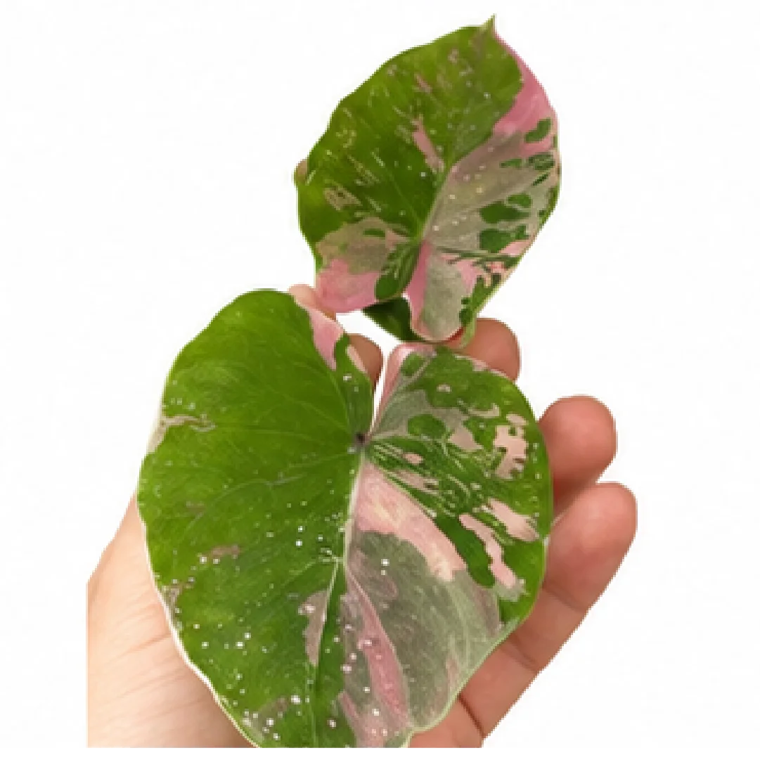 Colocasia Siam Ruby – Tissue Culture