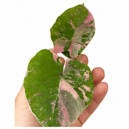 Colocasia Siam Ruby – Tissue Culture