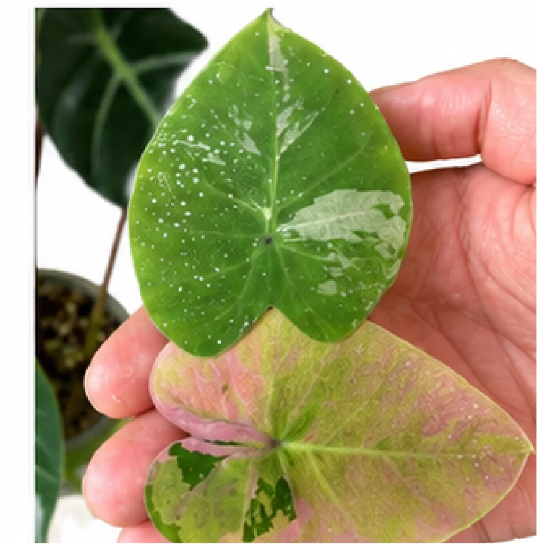 Colocasia Siam Ruby – Tissue Culture