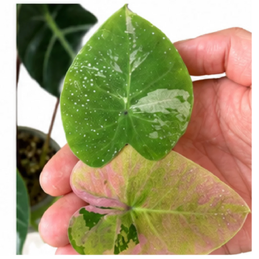 Colocasia Siam Ruby – Tissue Culture