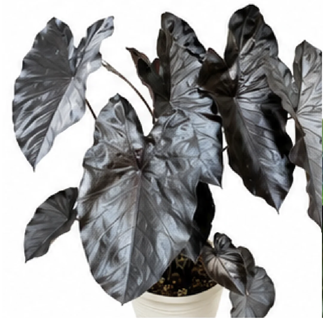 Alocasia Esculenta Black Coral – Tissue Culture