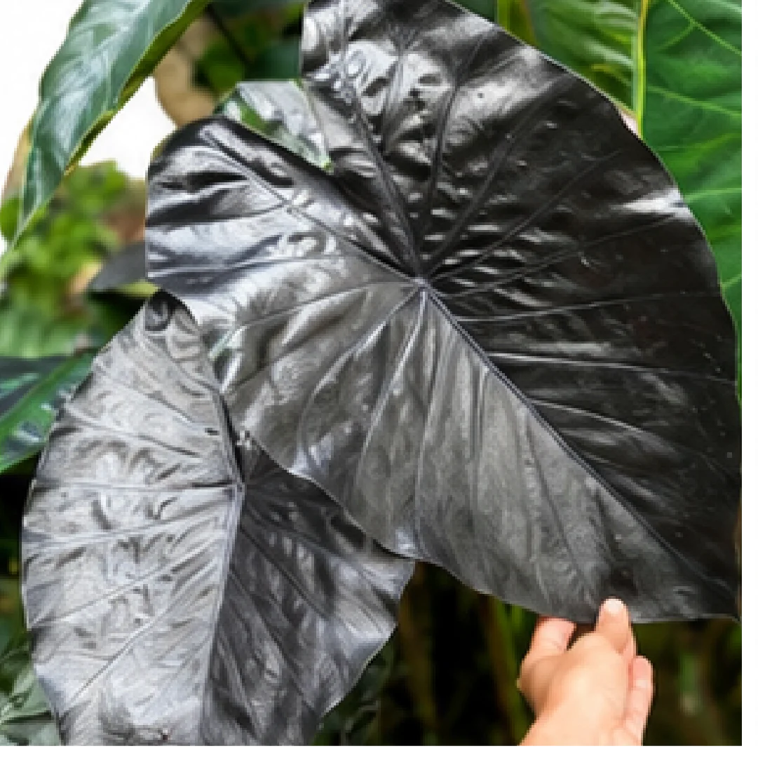 Alocasia Esculenta Black Coral – Tissue Culture