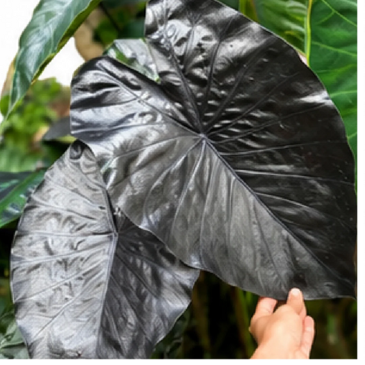 Alocasia Esculenta Black Coral – Tissue Culture