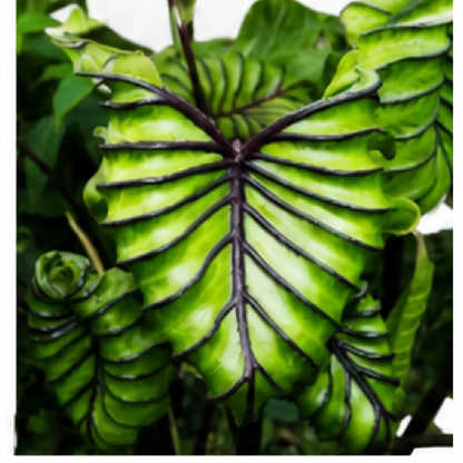Colocasia Pharaoh's Mask – Tissue Culture