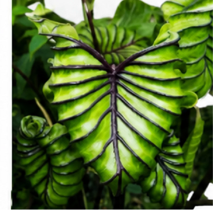 Colocasia Pharaoh's Mask – Tissue Culture