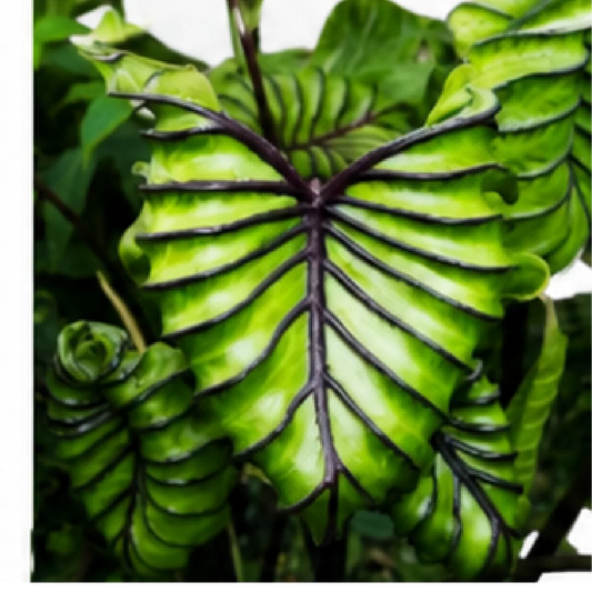 Colocasia Pharaoh's Mask – Tissue Culture