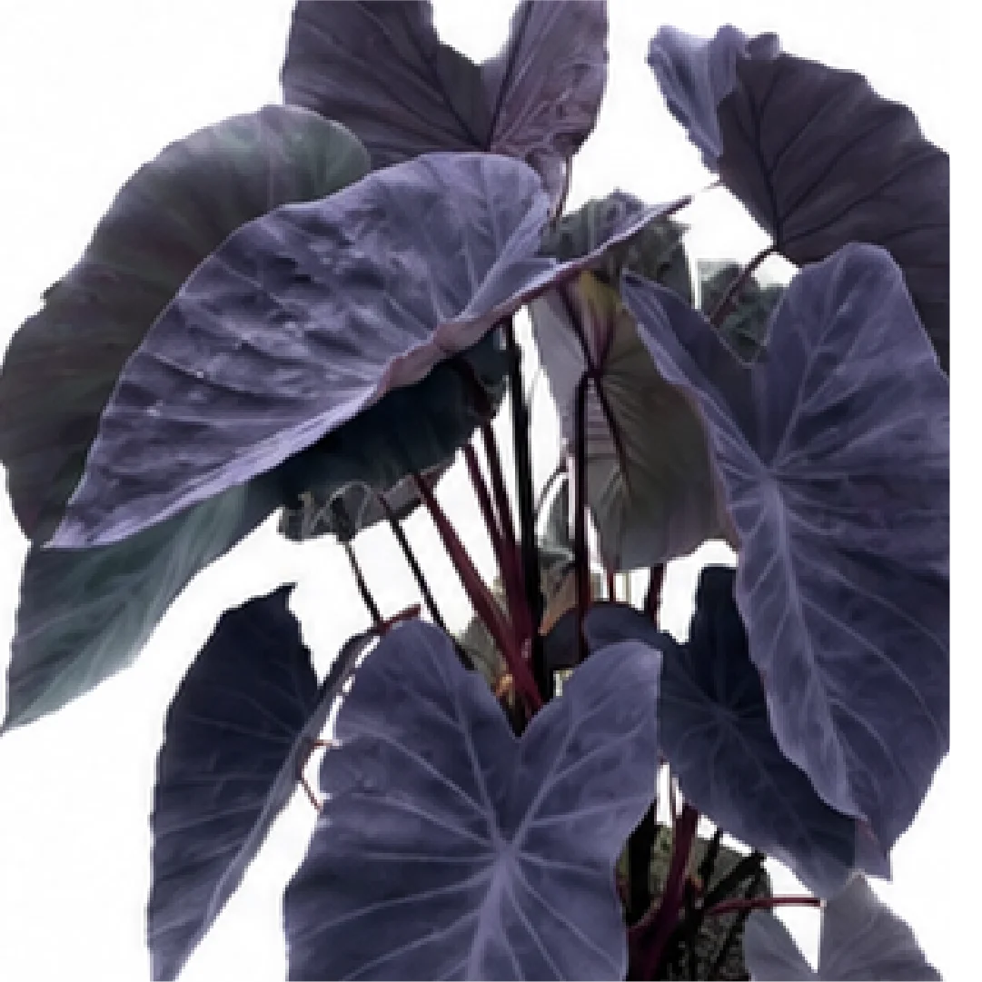 Alocasia Esculenta Black Magic – Tissue Culture