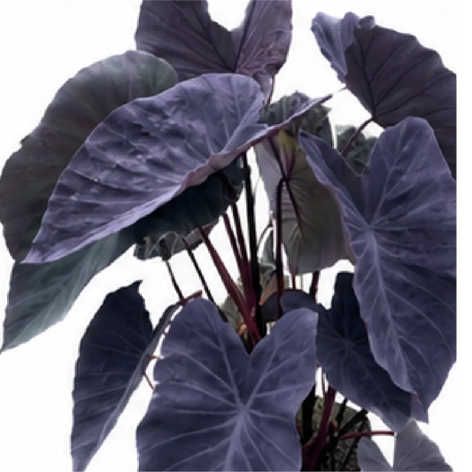 Alocasia Esculenta Black Magic – Tissue Culture