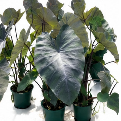 Alocasia Esculenta Black Magic – Tissue Culture