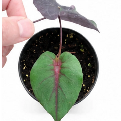 Alocasia Bastet Queen – Tissue Culture