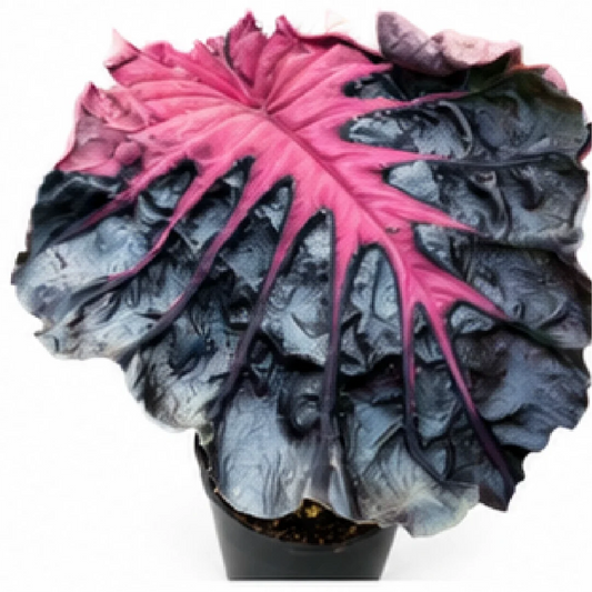 Alocasia Bastet Queen – Tissue Culture