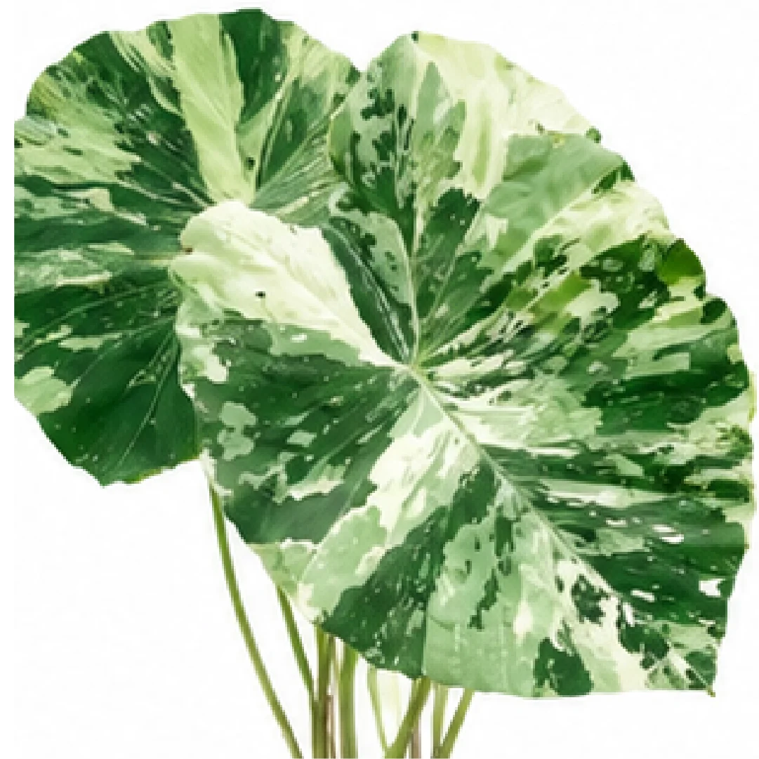 Colocasia White Tiger – Tissue Culture
