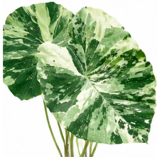 Colocasia White Tiger – Tissue Culture
