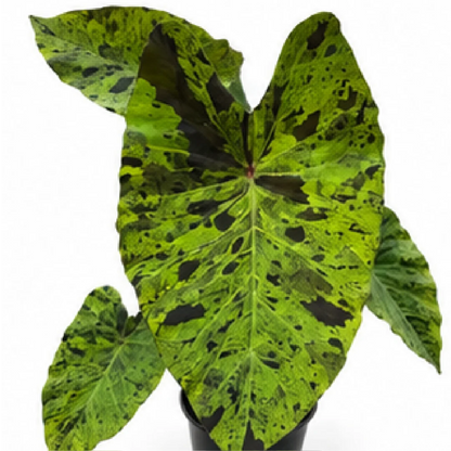 Colocasia Esculenta Mojito – Tissue Culture