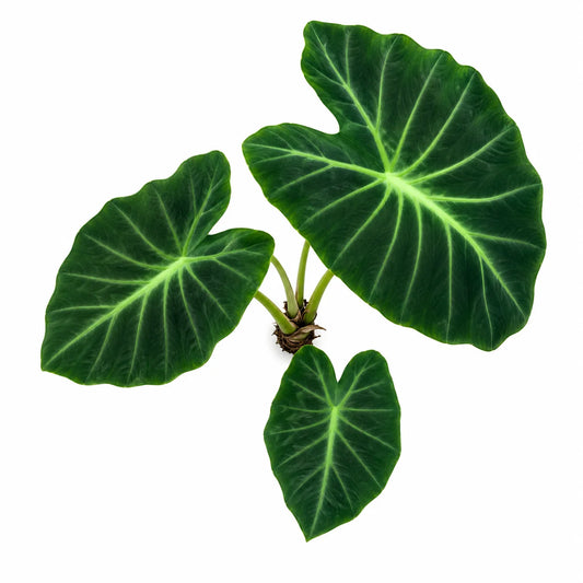 Colocasia Esculenta Black Beauty – Tissue Culture