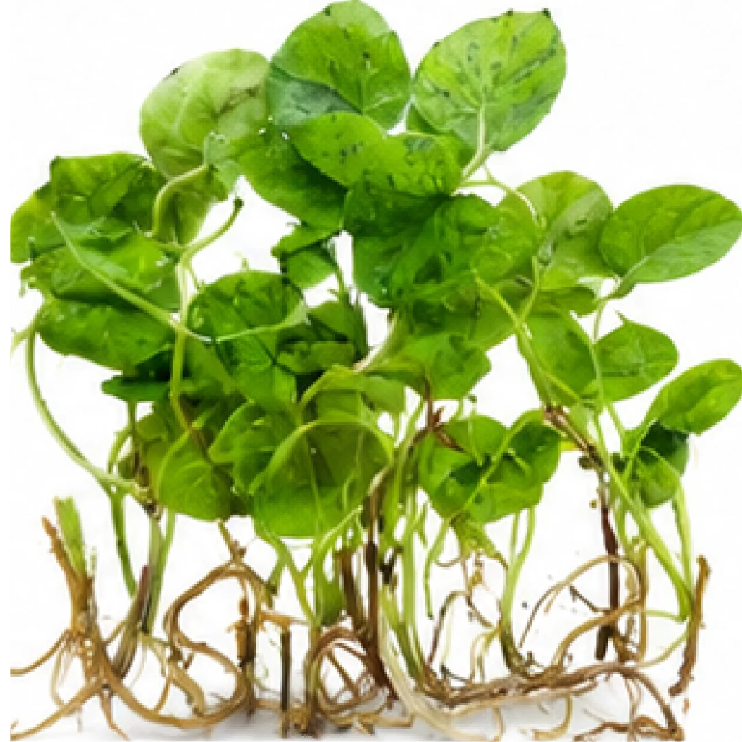 Colocasia Esculenta Mojito – Tissue Culture