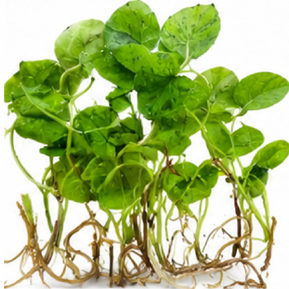 Colocasia Esculenta Mojito – Tissue Culture