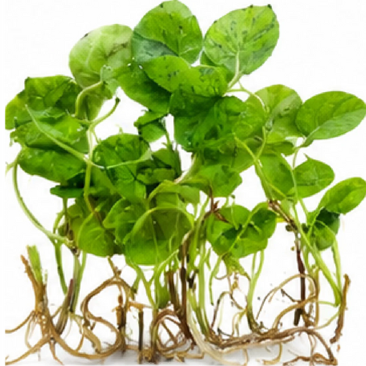 Colocasia Esculenta Mojito – Tissue Culture