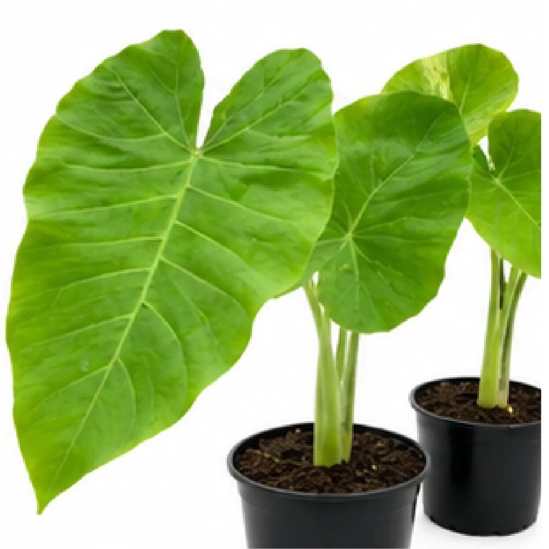 Xanthosoma Lime Zinger – Tissue Culture