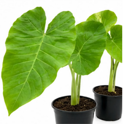 Xanthosoma Lime Zinger – Tissue Culture