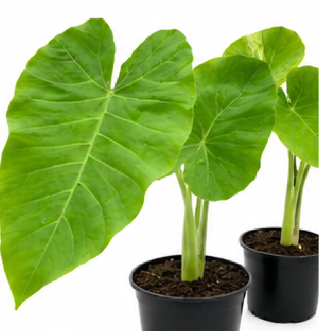 Xanthosoma Lime Zinger – Tissue Culture