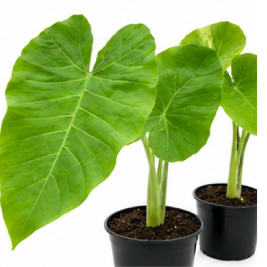 Xanthosoma Lime Zinger – Tissue Culture