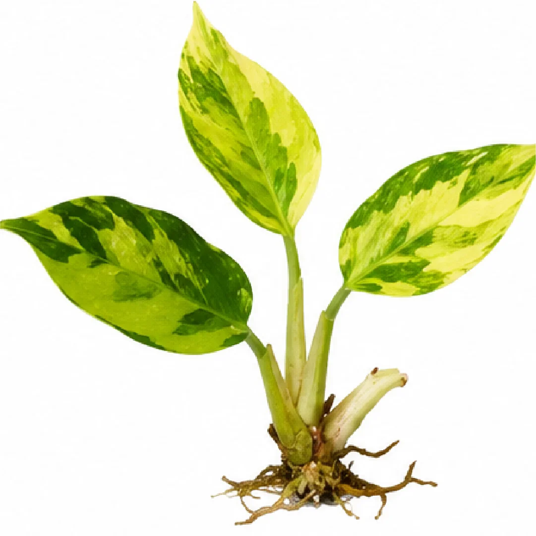 Philodendron Birkin Var Tissue Culture