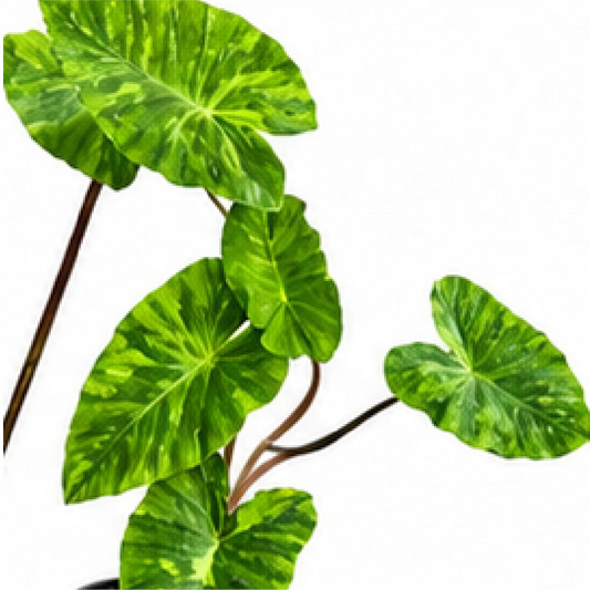 Colocasia Morning Dew – Tissue Culture