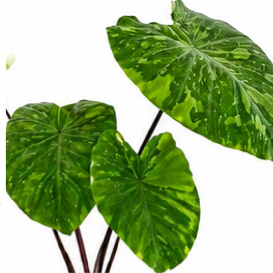 Colocasia Lemon-Lime Gecko – Tissue Culture