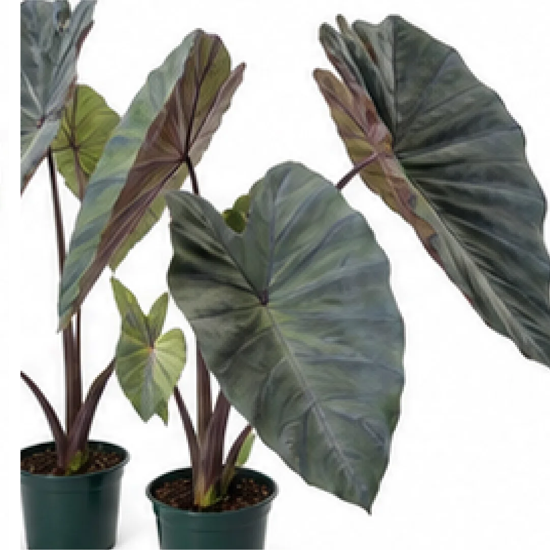 Colocasia Black Magic – Tissue Culture