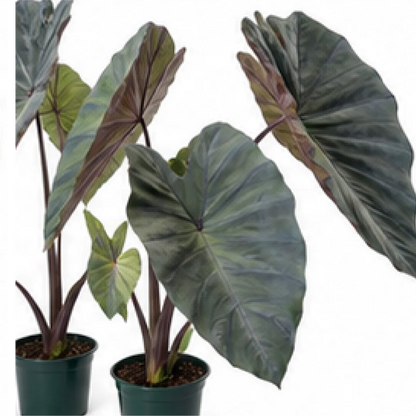 Colocasia Black Magic – Tissue Culture