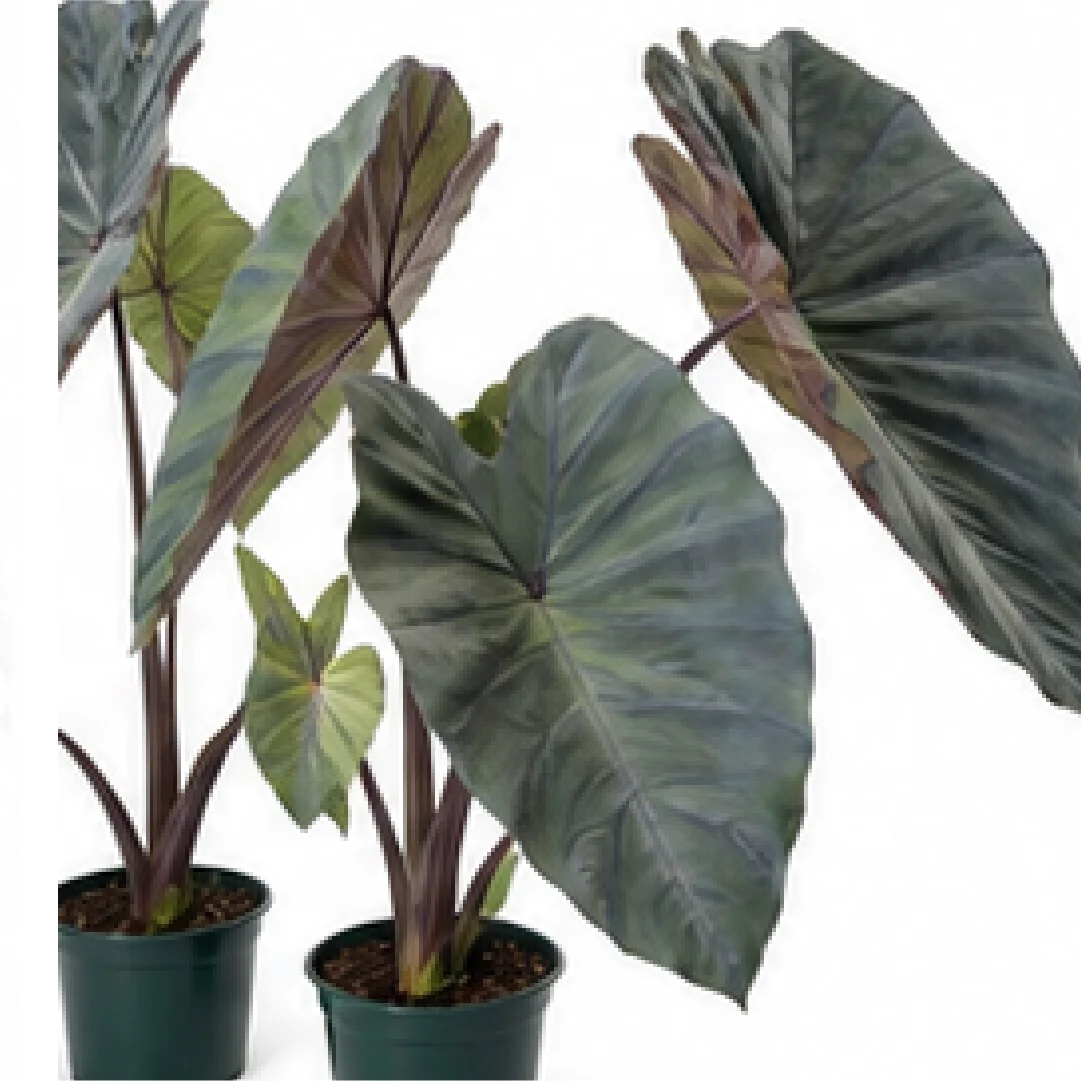 Colocasia Black Magic – Tissue Culture