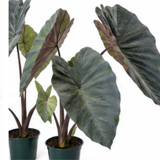 Colocasia Black Magic – Tissue Culture