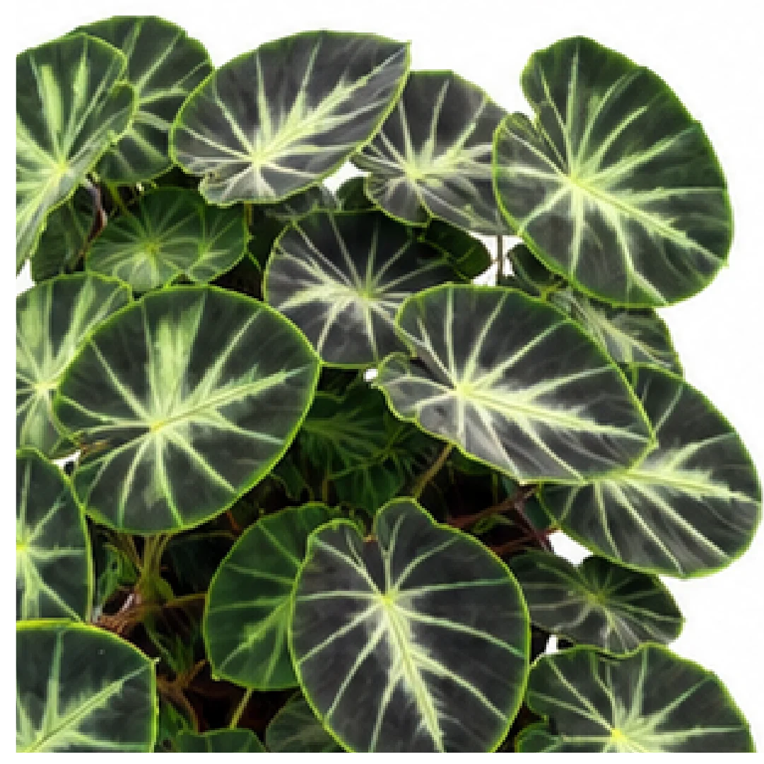 Alocasia heterochroma 'Dark Shadows' – Tissue Culture