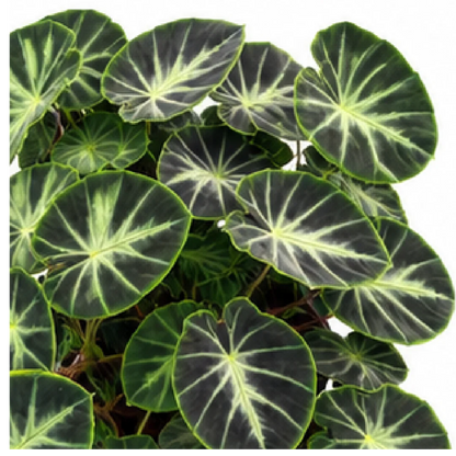Alocasia heterochroma 'Dark Shadows' – Tissue Culture