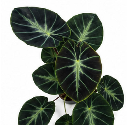 Alocasia heterochroma 'Dark Shadows' – Tissue Culture