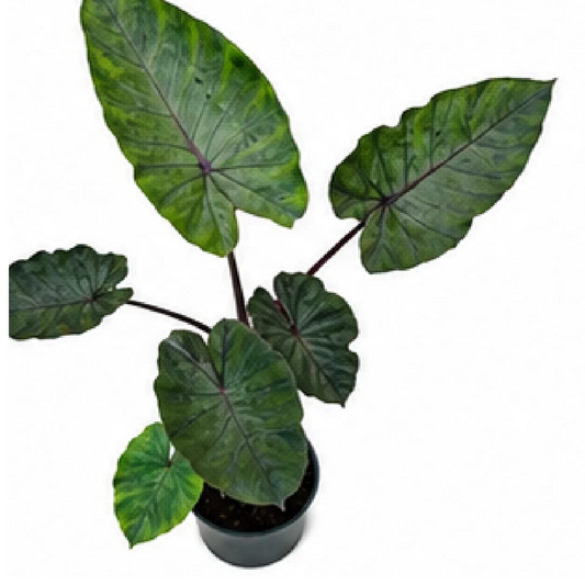 Colocasia Esculenta 'Black Runner' – Tissue Culture